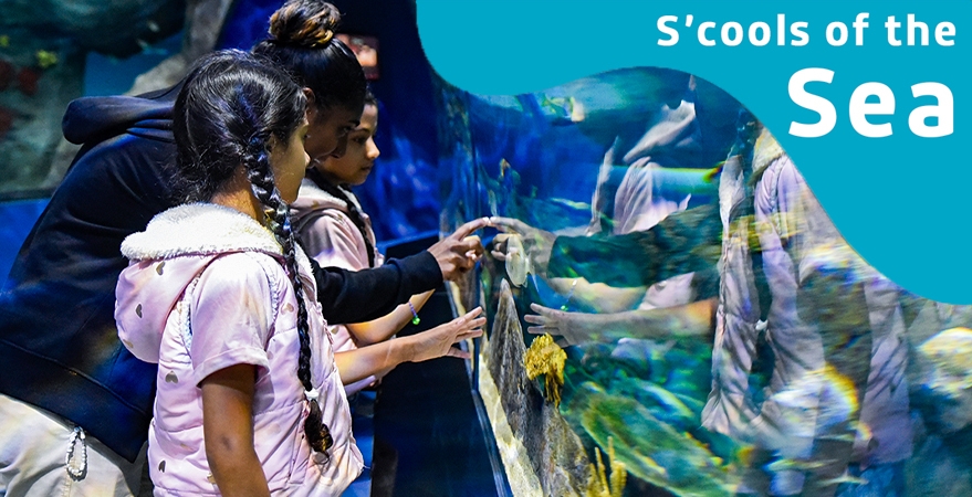 Odysseo_Oceanarium_Mauritius_Odysseo__(1)