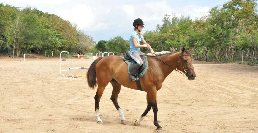 Haras_Du_Morne_599432507_25699025629721013_6355792674556158435_n_cropped