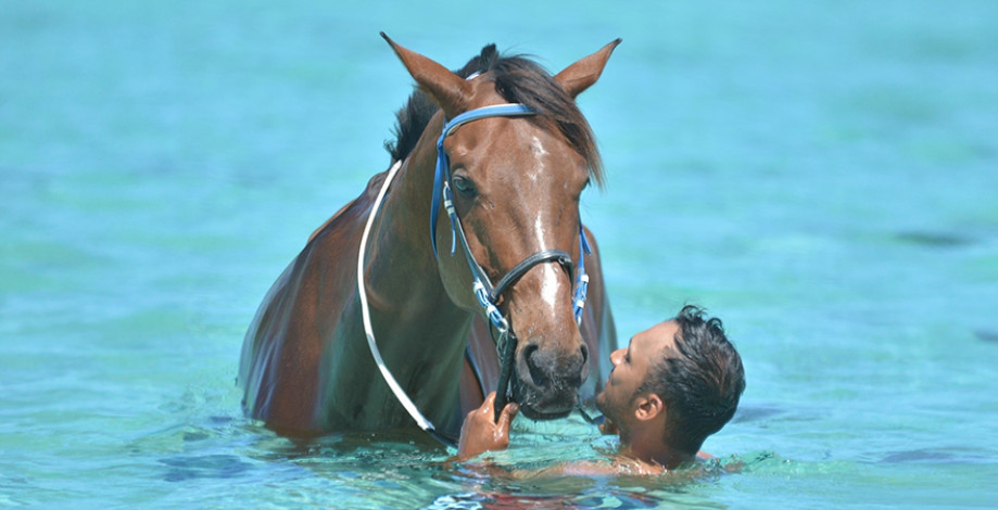 haras-du-monde-swimming-1.jpg
