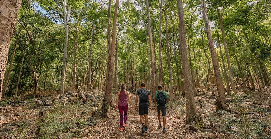 Black_River_Gorges_Forest_Hiking_By_Yanature_Untitled-1_0019_BRGorges-24