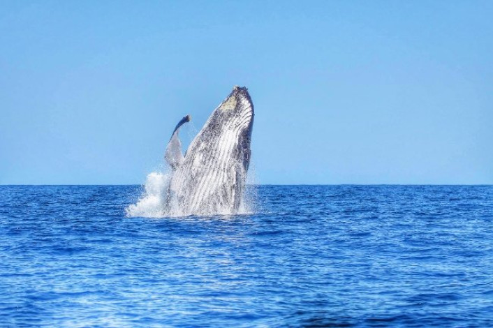 mauritius-majestic-whale.jpg