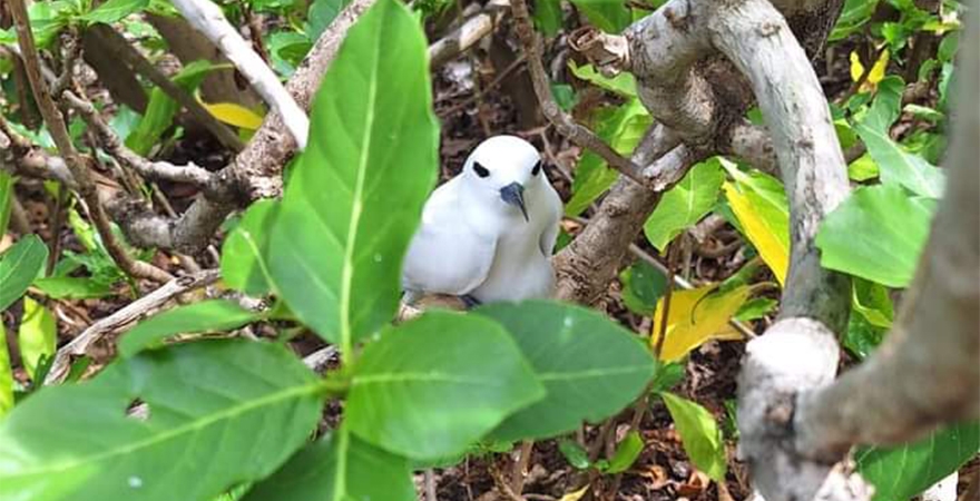 Full-Day_at_Ile_aux_Cocos_1